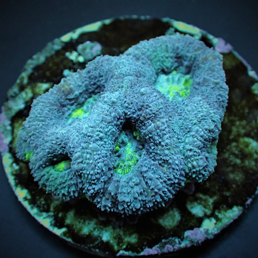 Acanthastrea bowerbanki (frag)