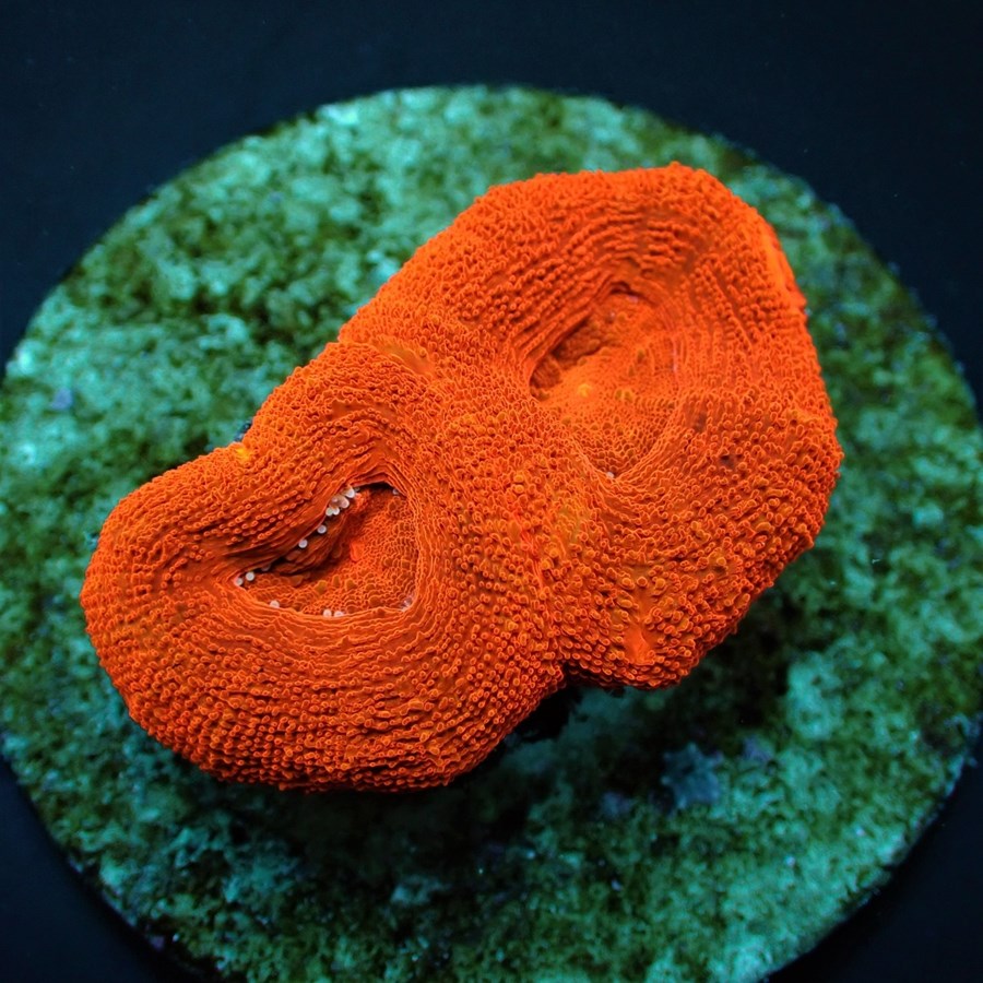 Acanthastrea bowerbanki (Ultra) (frag)