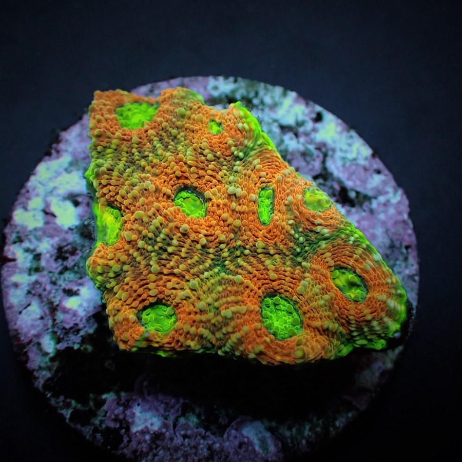 Acanthastrea echinata (Ultra) (frag)