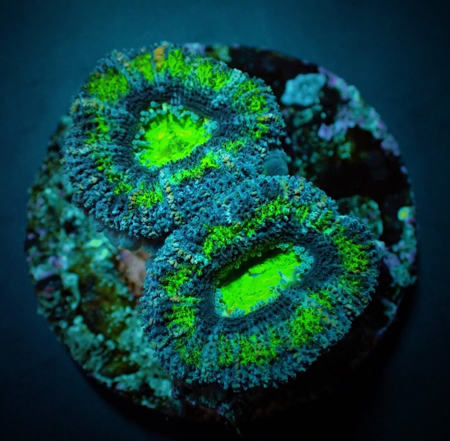 Acanthastrea lordhowensis (Green) (Premium) (frag)