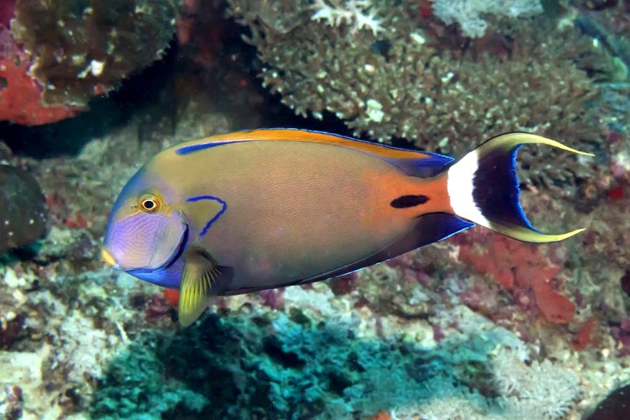 Acanthurus fowleri (small)