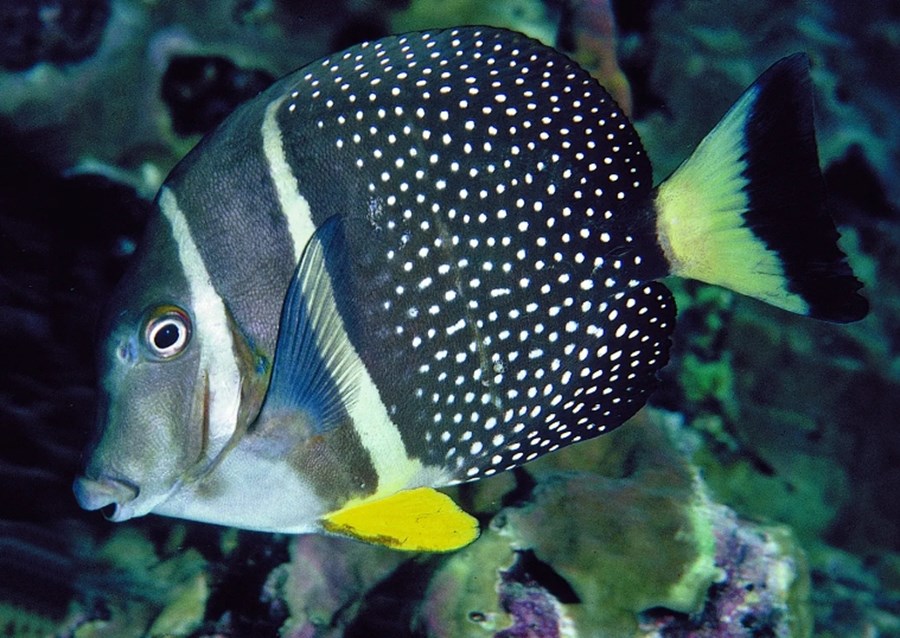 Acanthurus guttatus (small)