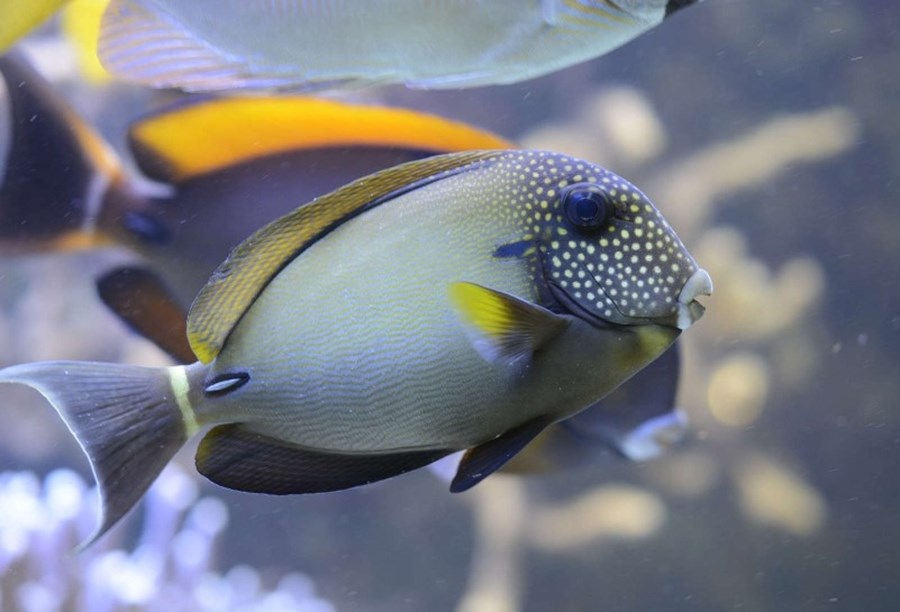 Acanthurus maculiceps (small)