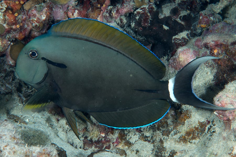 Acanthurus nigricauda (small)