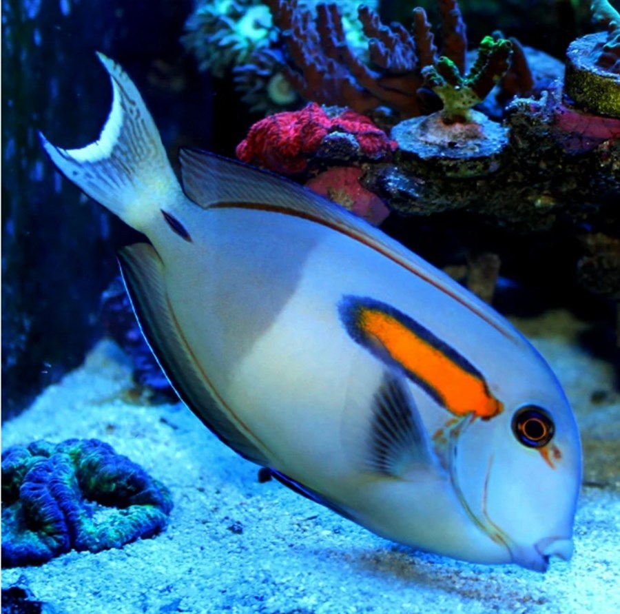 Acanthurus olivaceus (small)