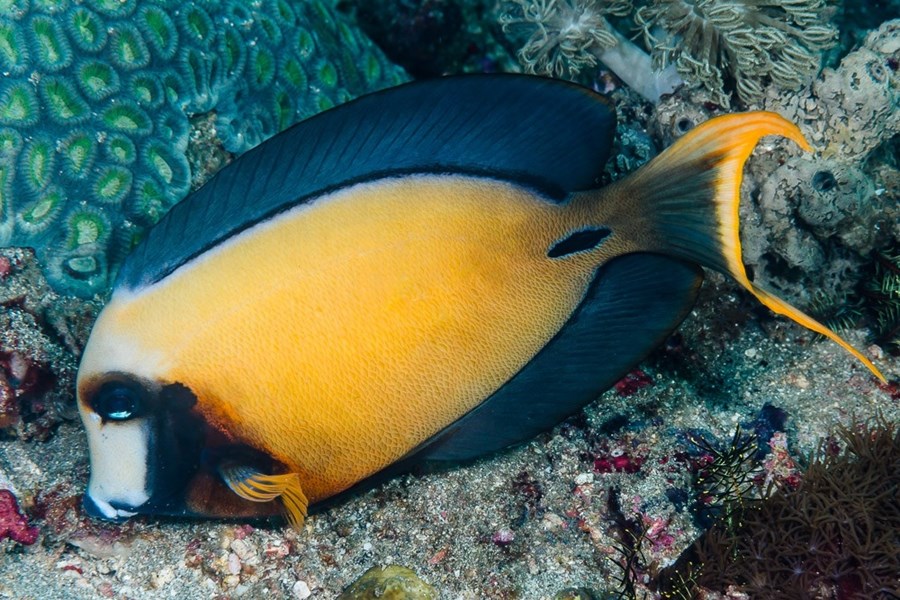 Acanthurus pyroferus (small)