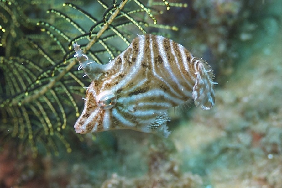 Acreichthys radiatus (small)