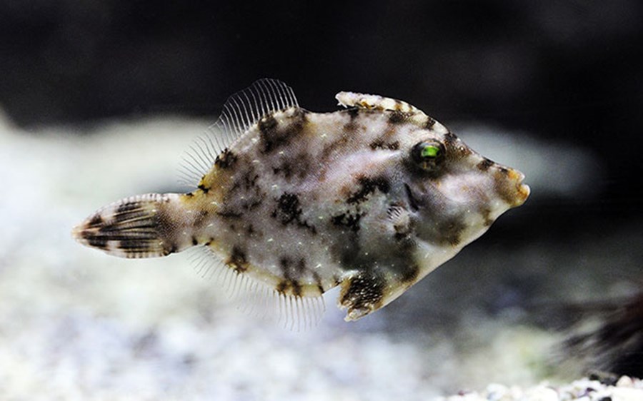 Acreichthys tomentosus (small)