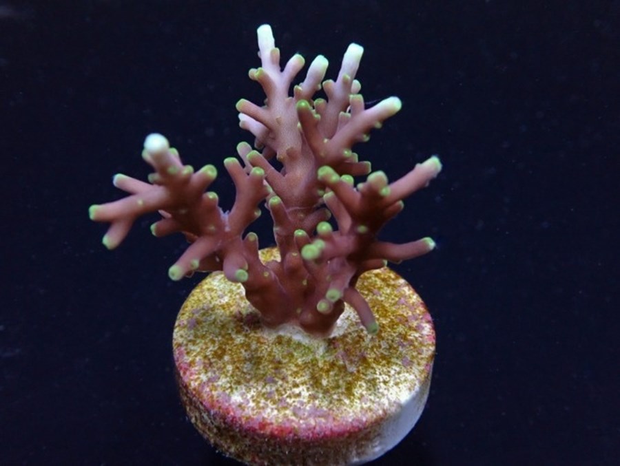 Acropora carduus (frag)