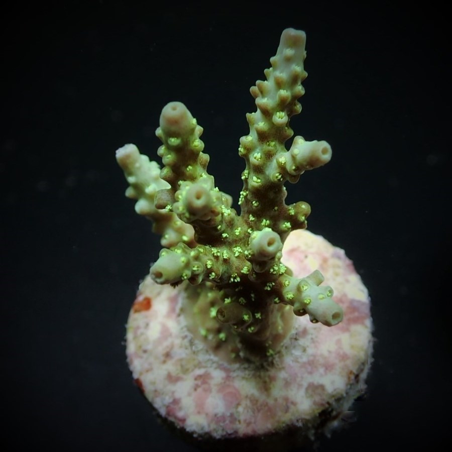 Acropora chesterfieldensis (frag)