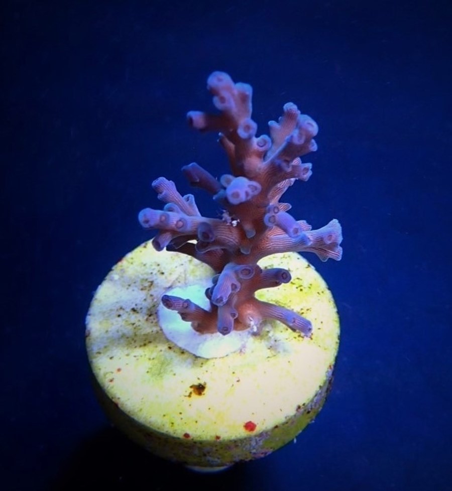 Acropora echinata (Ice Fire) (frag)