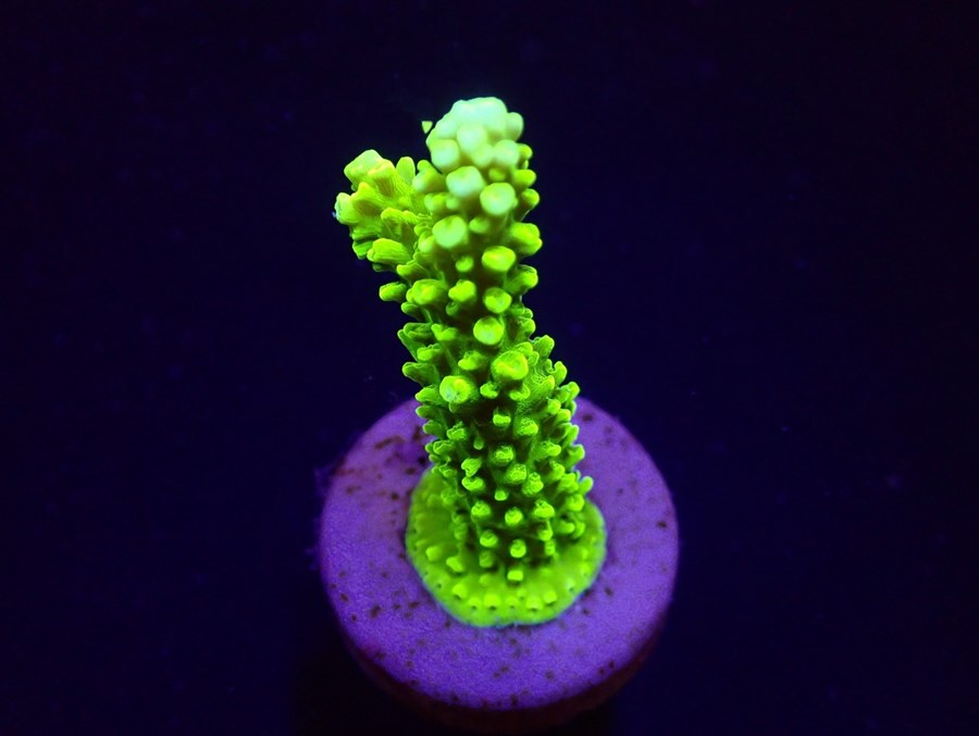 Acropora formosa (Green) (frag)