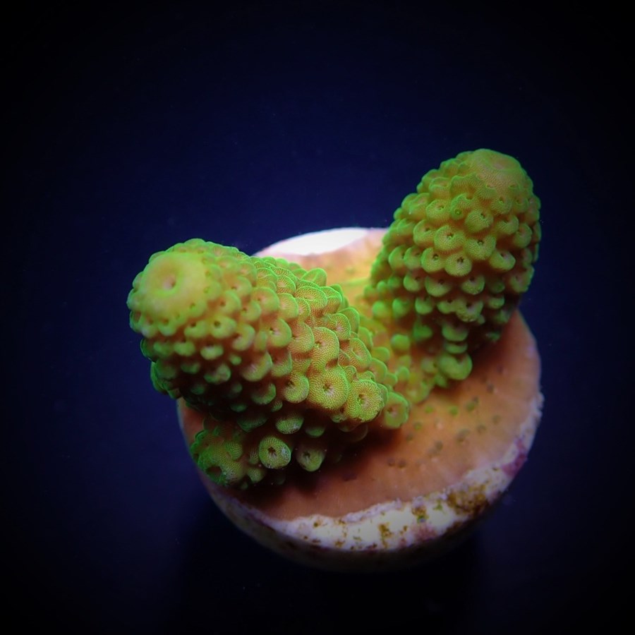 Acropora humilis (Green) (frag)