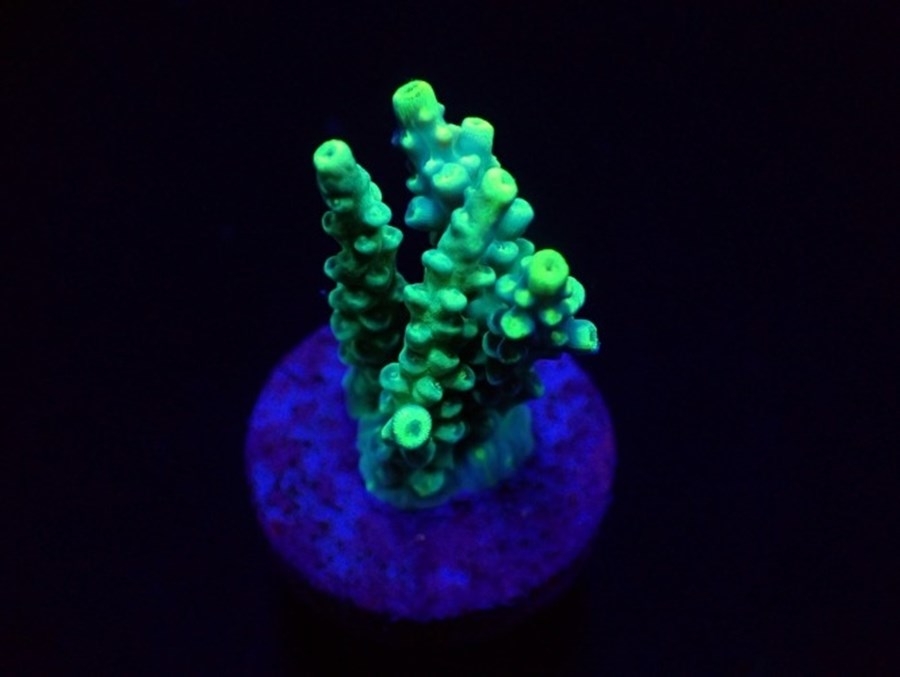 Acropora kimbeensis (frag)