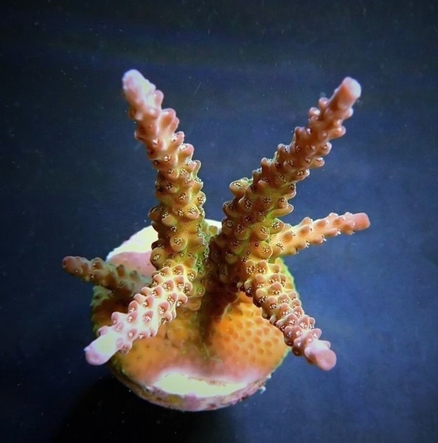 Acropora loisetteae (frag)