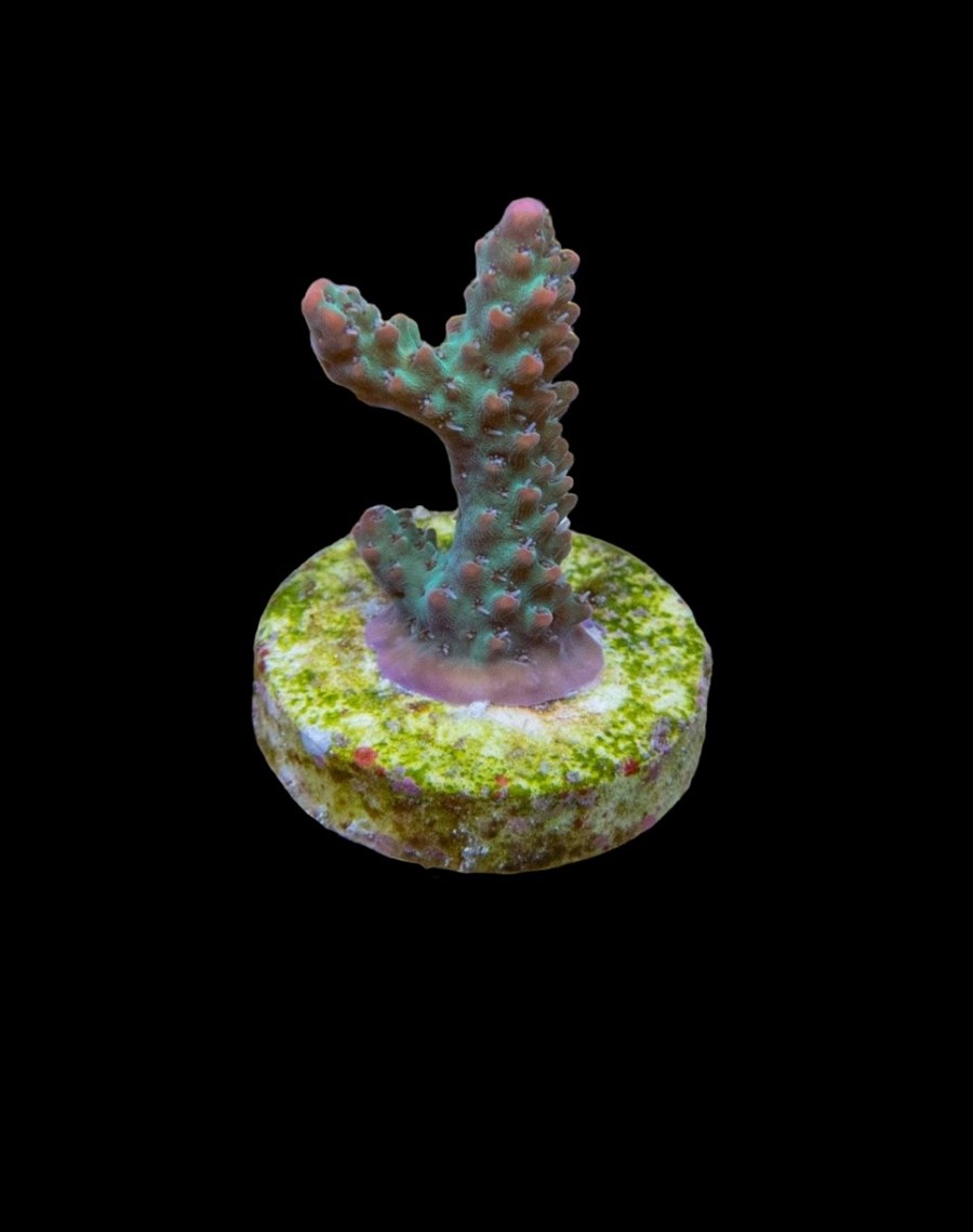 Acropora microclados (frag)