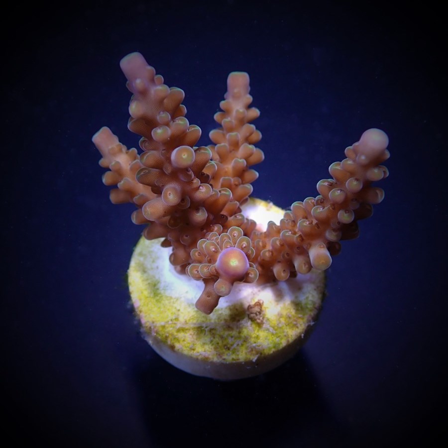 Acropora secale (frag)