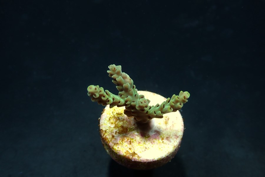 Acropora selago (frag)