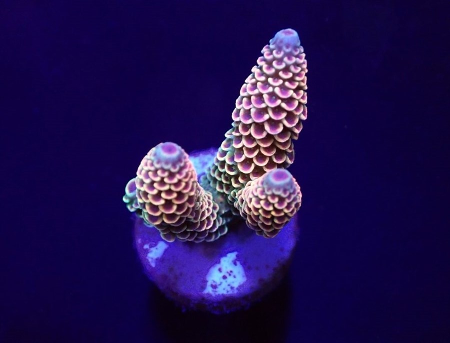 Acropora spathulata (frag)