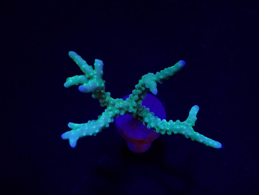 Anacropora spp. (Yellow-Green) (frag)