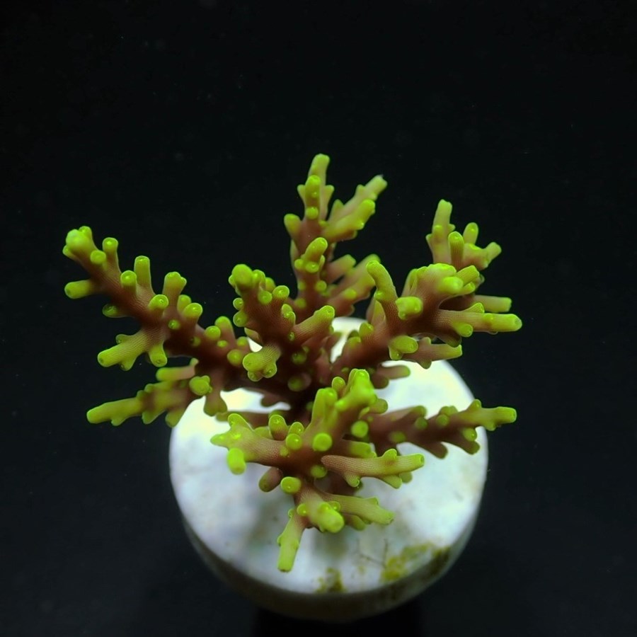 Acropora walindii (frag)