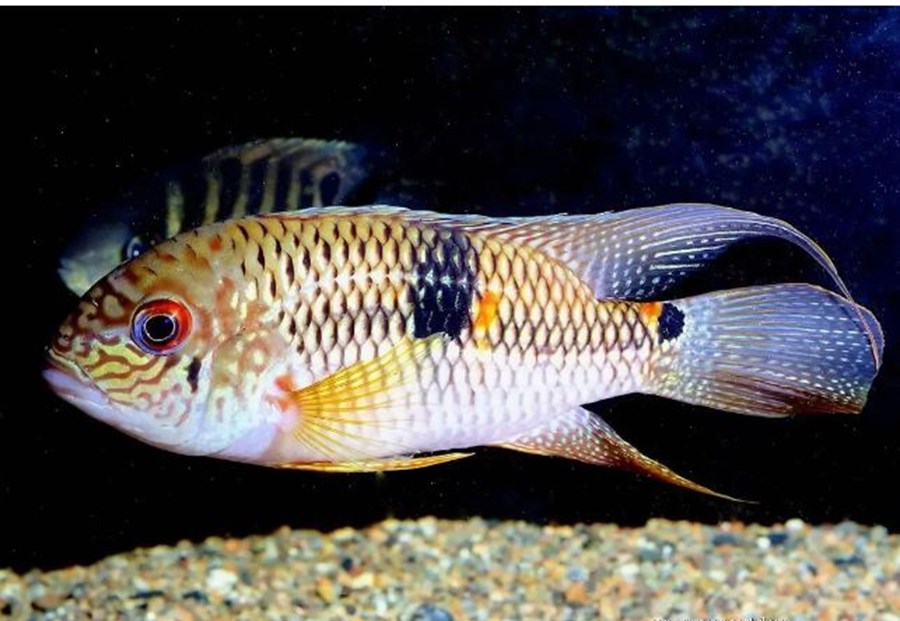AEQUIDENS DIADEMA M 3-4cm
