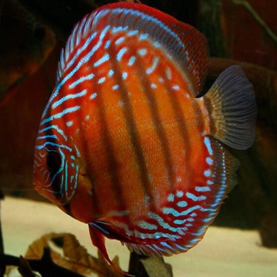 Discus Alenquer 10 cm - Le vivant | Histoires d'Eaux