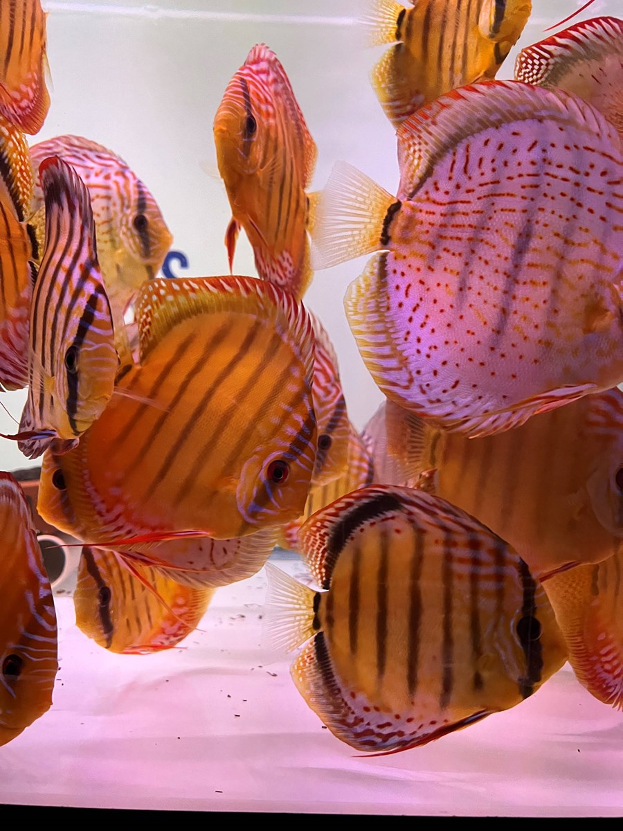 Discus Alenquer 12-14 cm