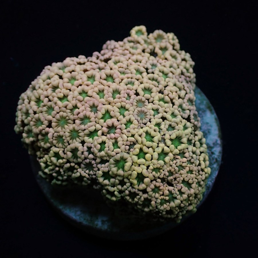 Alveopora spp. (Ultra) (frag)