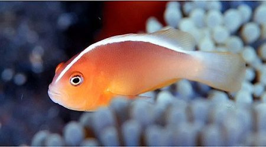 Amphiprion akallopisos (small)