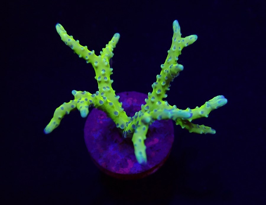 Anacropora spp. (Green Goblin) (frag)