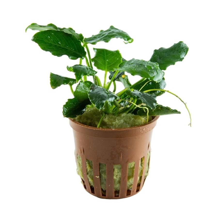 Anubias barteri var. nana 'Kirin' - en pot