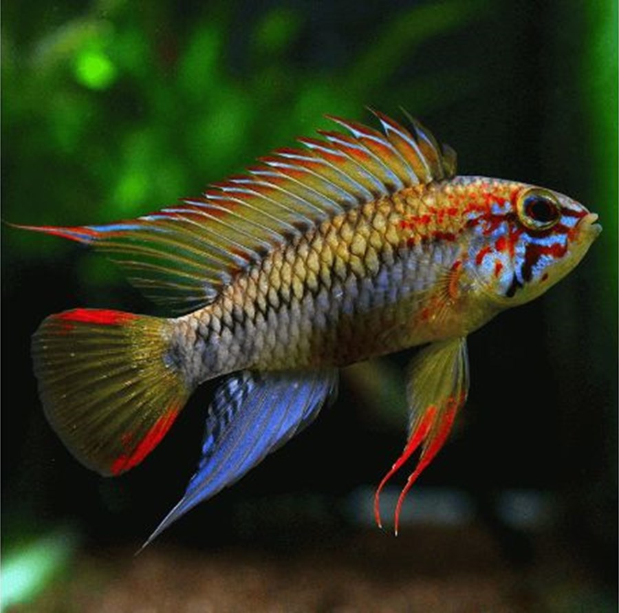 APISTOGRAMMA VIEJITA M 2,-3cm