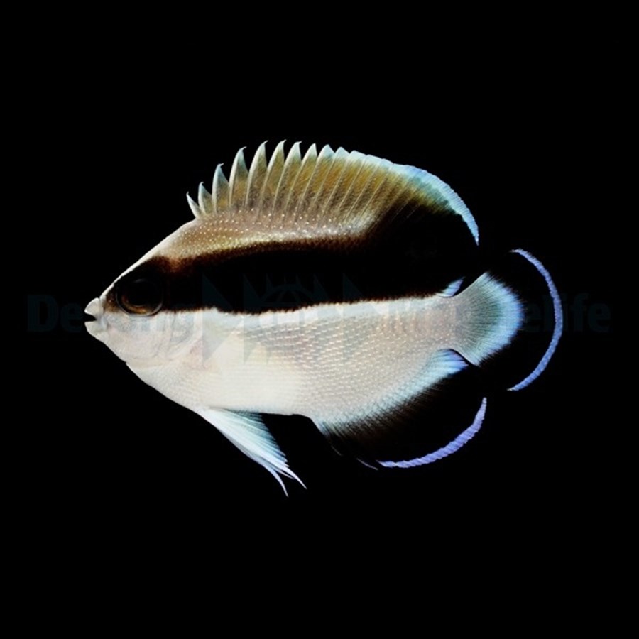 Apolemichthys arcuatus (élevage) - rare !