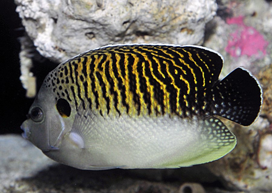 Apolemichthys kingi (small)