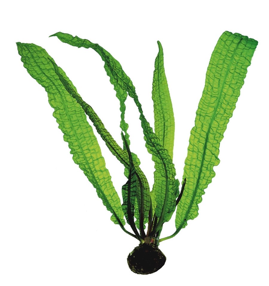 APONOGETON BOIVINIANUS BULBE+FEUILLE