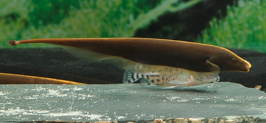 APTERONOTUS LEPTORHYNCHUS M 8-10cm