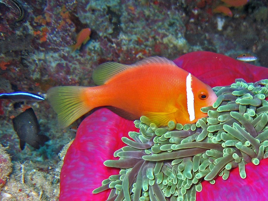 Amphiprion nigripes (small)