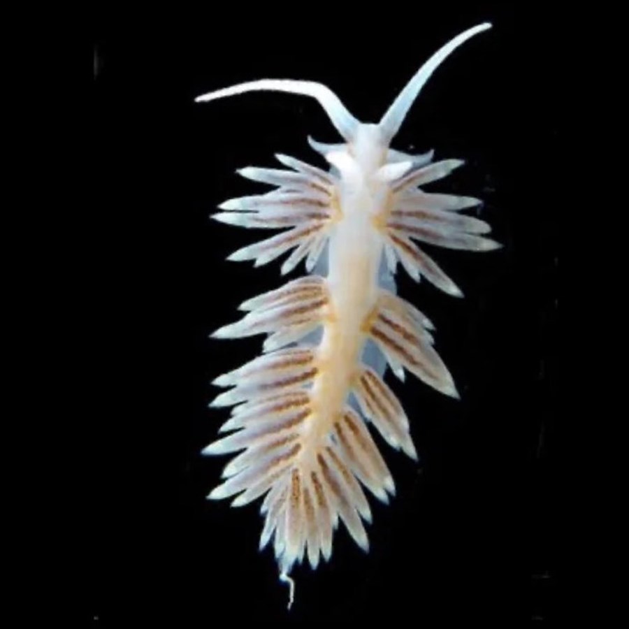 Berghia stephanieae