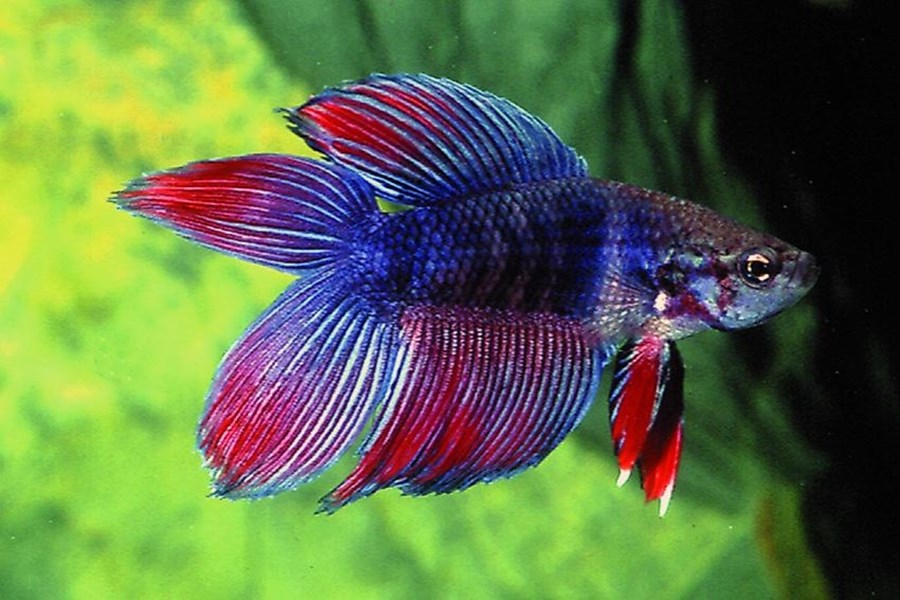BETTA SP. DOUBLETAIL MALE XL 5-6cm - Le vivant | Histoires d'Eaux