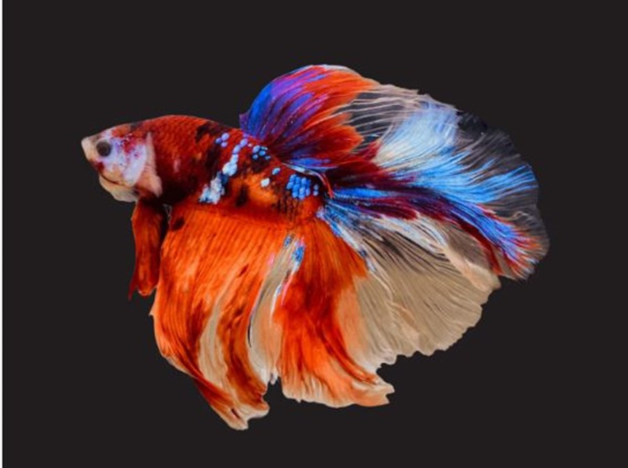 BETTA SP. HALF MOON GALAXY MALE L 4-5cm - Le vivant | Histoires d'Eaux