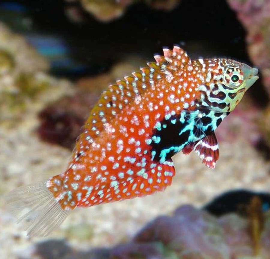 Macropharyngodon bipartitus (female) (small)