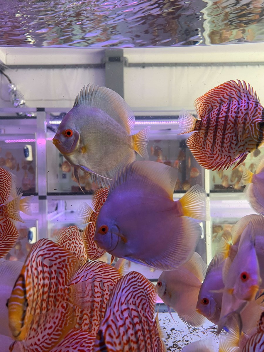 Discus Blue Diamond 12-14 cm