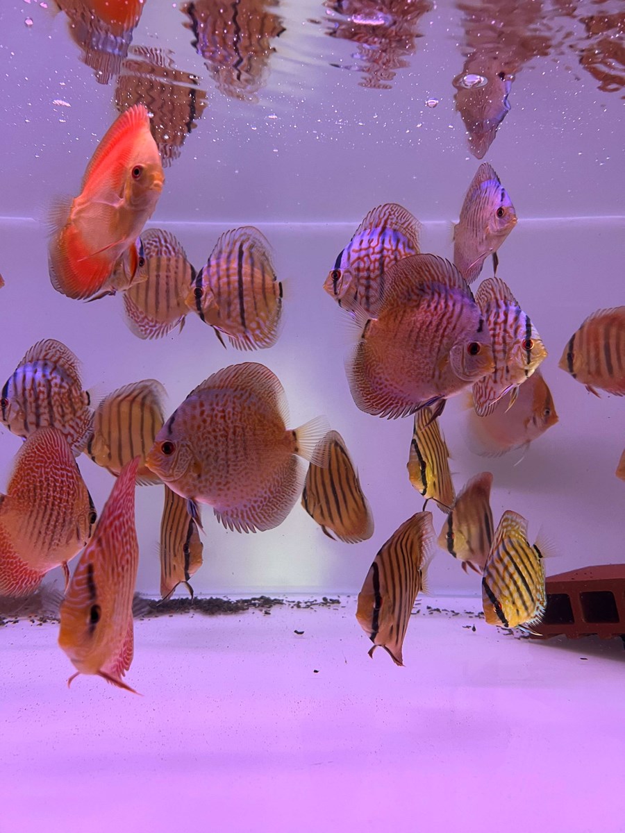 Discus Blue Snakeskin 10-12 cm