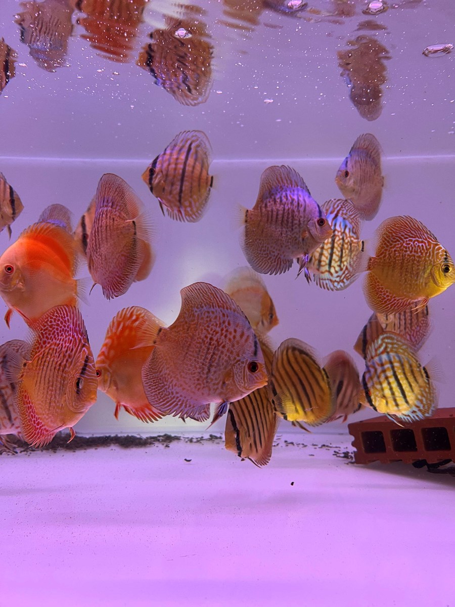 Discus Blue Snakeskin 10-12 cm