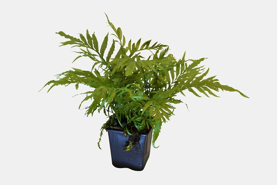 BOLBITIS HEUDELOTTI 14 CM EN POT