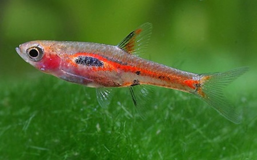 BORARAS MERAH M 1,5cm