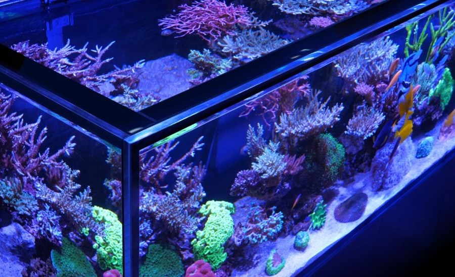 Reefer Peninsula S 950 G2+ Deluxe  Blanc (3 RL 170 + ramp)
