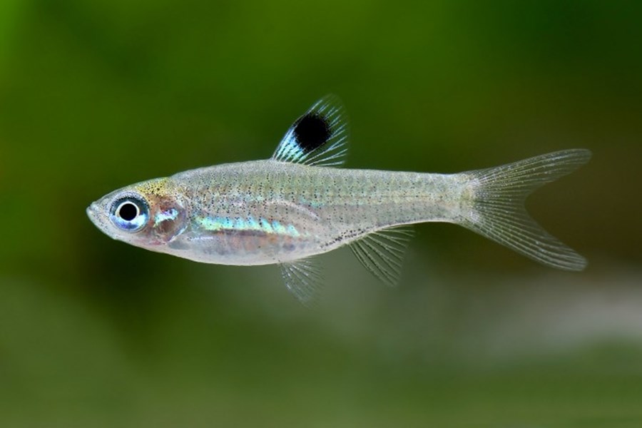 RASBORA DORSIOCELLATA S (1,2cm)