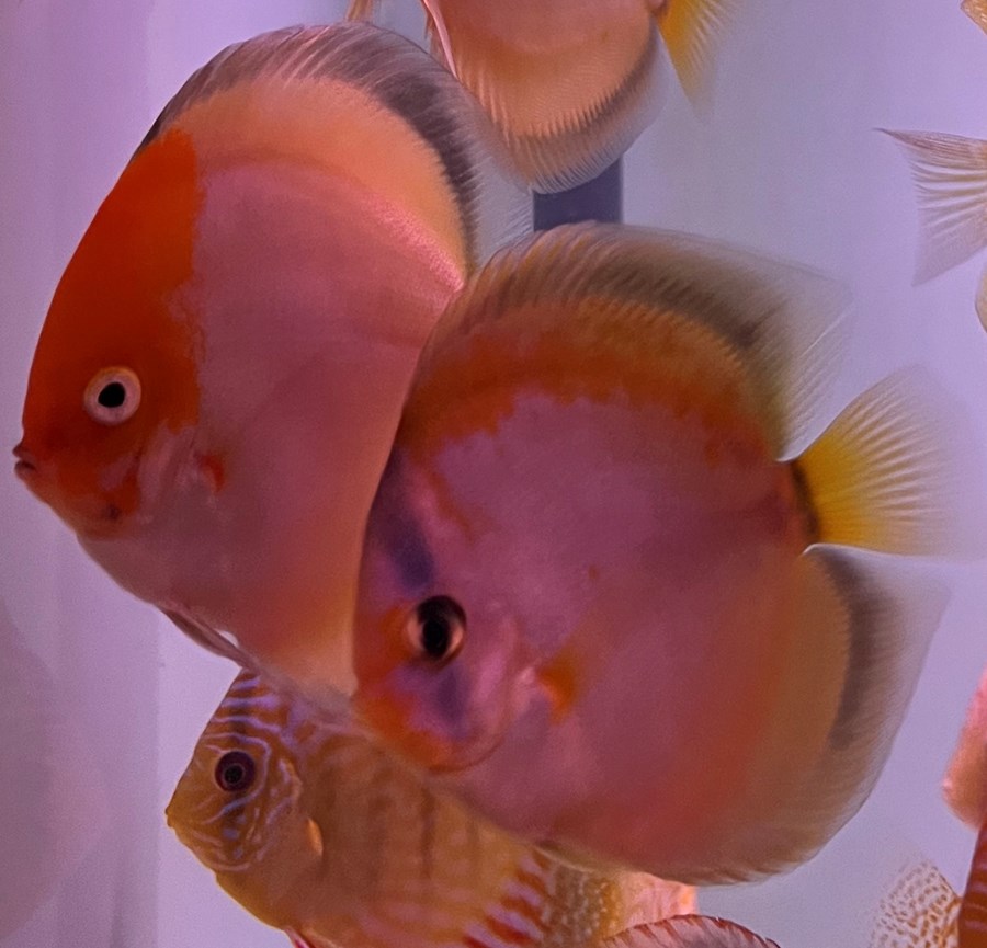 Discus Brown Golden Meave 6-8cm